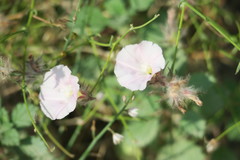 Convolvulus virgatus