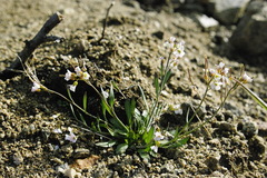 Draba juvenilis