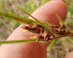 Scleria ciliata
