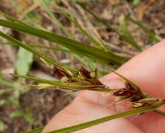 Scleria ciliata