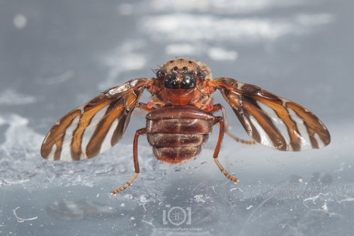 Peronyma quadrifasciata