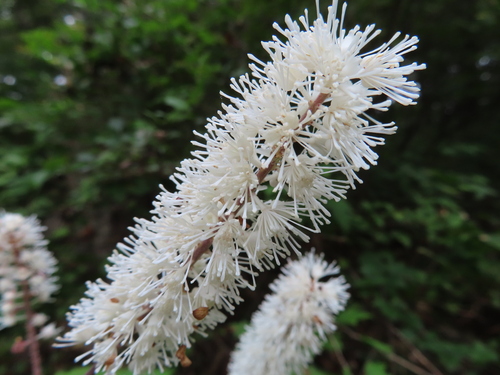 Image of Simple Bugbane (Actaea simplex) by (c) Timur Kalininsky, some rights reserved (CC BY)