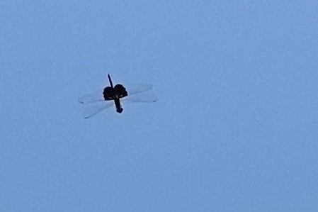 Phantom Flutterer