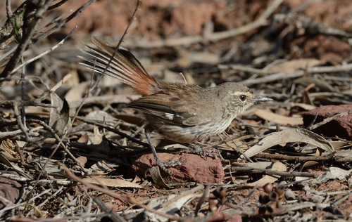 Shy Heathwren (Hylacola cauta), photo 5