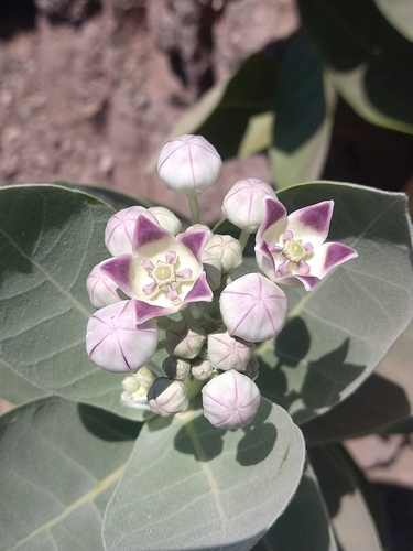 giant milkweed (Calotropis procera)