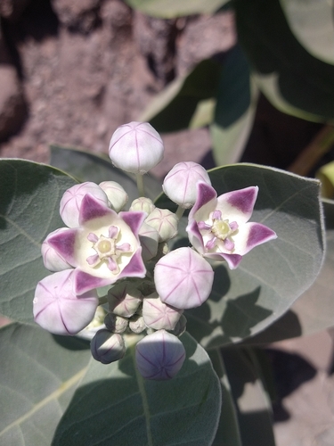Algodoncillo gigante (Calotropis procera)
