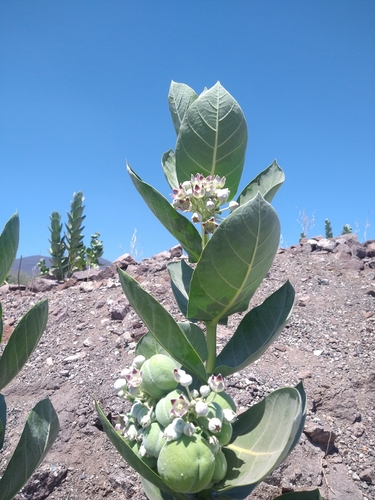 Algodoncillo gigante (Calotropis procera)
