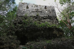 Chrotopterus auritus