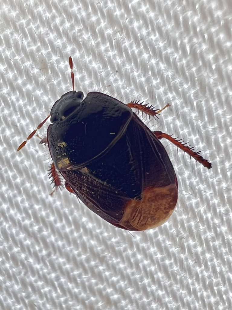 Adrisa in November 2023 by Tom Hunt · iNaturalist