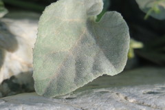 Cucumis prophetarum