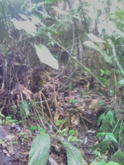 Chironius multiventris