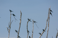 Onychognathus tenuirostris