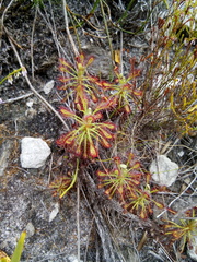 Drosera glabripes