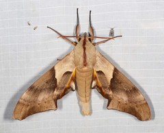 Coequosa australasiae
