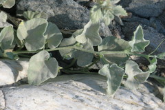 Cucumis prophetarum