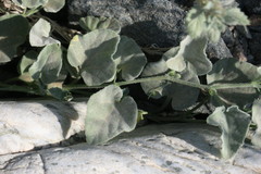 Cucumis prophetarum