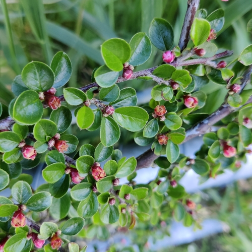 Cotoneaster hjelmqvistii