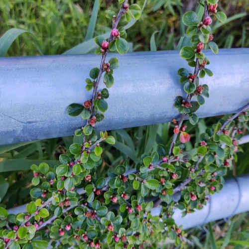 Cotoneaster hjelmqvistii