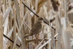Locustella luscinioides