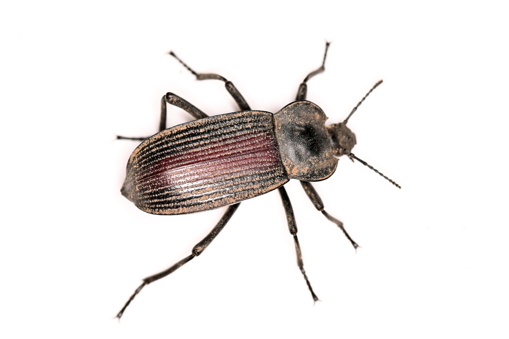Red-backed Darkling Beetle