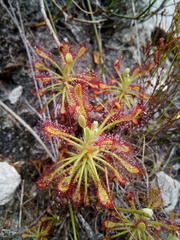 Drosera glabripes