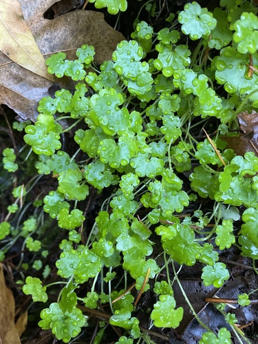 California Mistmaiden foliage