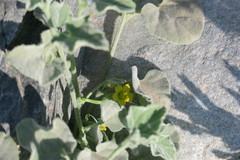 Cucumis prophetarum