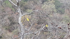 Cochlospermum religiosum