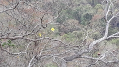 Cochlospermum religiosum