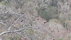Cochlospermum religiosum