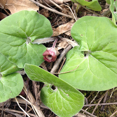 Asarum canadense