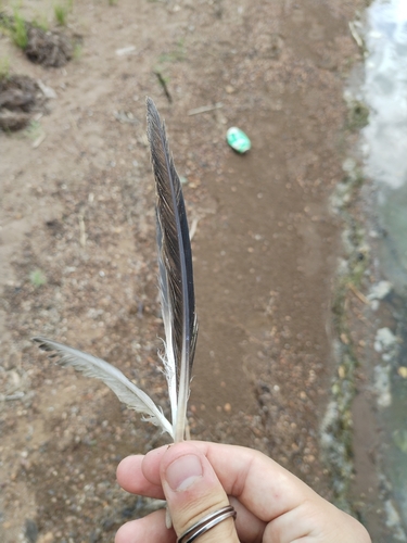 Plume de Harle bièvre