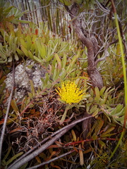 Leucospermum gracile