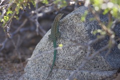 Uta squamata