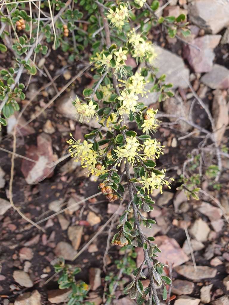 flowering plants from Snowy River, Kosciuszko, AU-NS, AU on October 15 ...