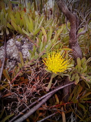 Leucospermum gracile