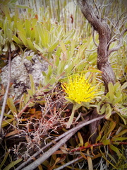 Leucospermum gracile