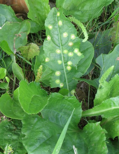 Cystiphora sonchi photo 3