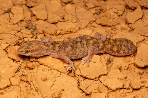 Eastern Deserts Fat-tailed Gecko, Diplodactylus ameyi