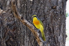 Telophorus sulfureopectus