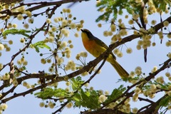 Telophorus sulfureopectus