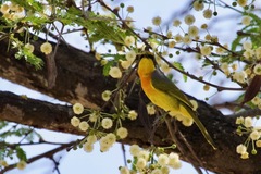 Telophorus sulfureopectus