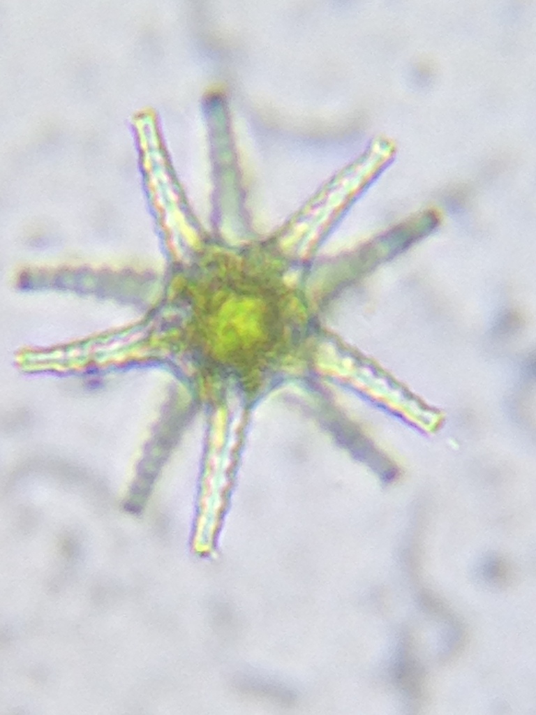 Staurastrum arachne