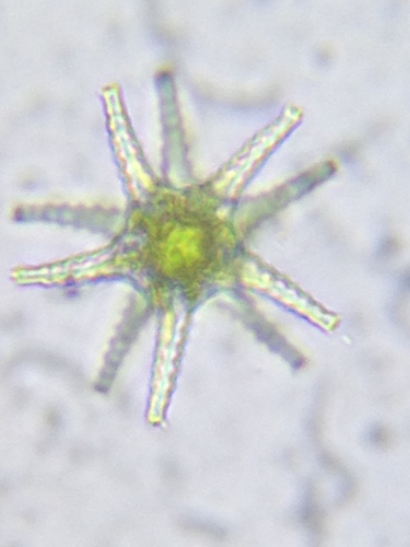 Staurastrum arachne