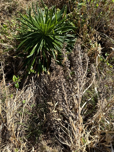 Lobelia boninensis, photograph 5