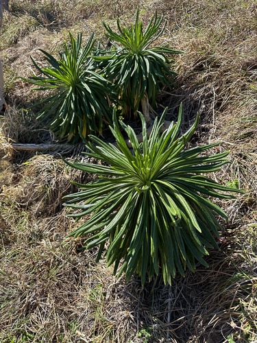 Lobelia boninensis, photograph 4