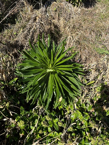 Lobelia boninensis, photograph 3