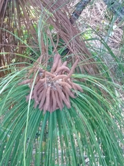 Pinus elliottii densa