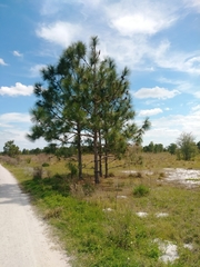 Pinus elliottii densa