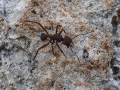 Acromyrmex octospinosus